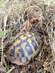 Testudo hermanni
