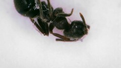 Lasius grandis