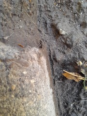 Lasius grandis