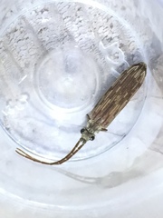 Tenomerga cinerea