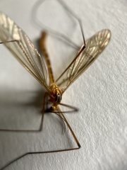 Nephrotoma scurra