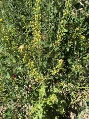 Rorippa barbareifolia