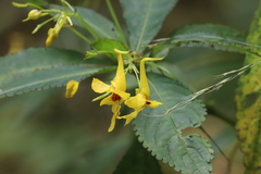 Impatiens siculifer