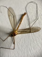 Nephrotoma scurra