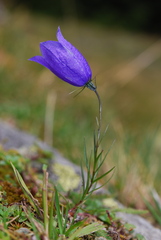 Campanula witasekiana