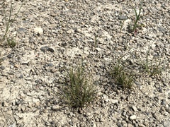 Eragrostis multicaulis