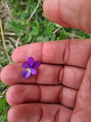 Viola tricolor curtisii