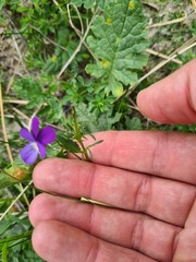 Viola tricolor curtisii