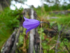 Campanula witasekiana