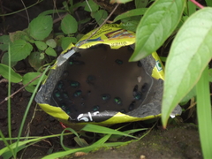 Gymnopleurus cyaneus