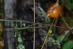 Campanula witasekiana