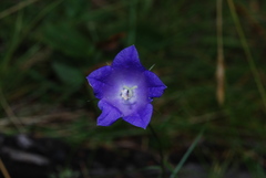 Campanula witasekiana