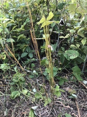 Arabis pycnocarpa adpressipilis