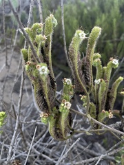 Phacelia ramosissima austrolitoralis