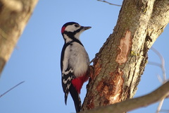 Dendrocopos major