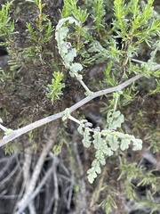 Phacelia ramosissima austrolitoralis