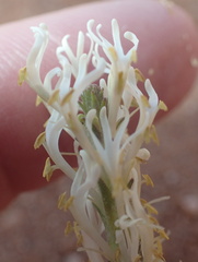 Hebenstretia parviflora