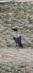 Corvus cornix
