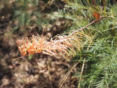 Grevillea dryandri