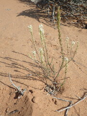 Hebenstretia parviflora