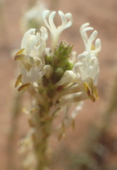 Hebenstretia parviflora