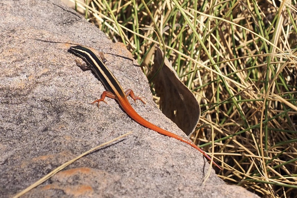 Lined Firetail Skink
