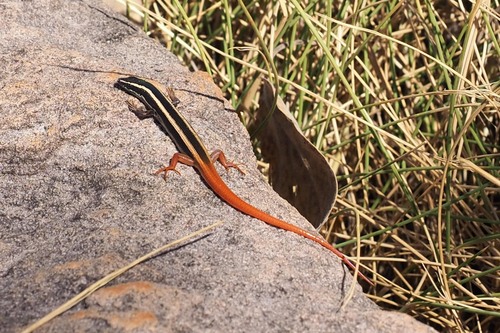 Lined Firetail Skink