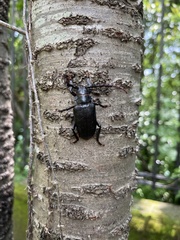 Prionus insularis