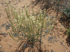 Hebenstretia parviflora