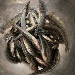 Acanthogobius flavimanus