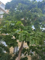 Catalpa bignonioides