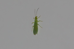 Alloperlini