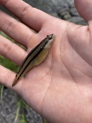 Tridentiger trigonocephalus