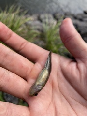 Tridentiger trigonocephalus