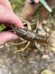 Cambarus striatus