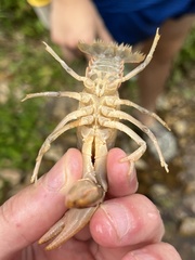 Cambarus striatus