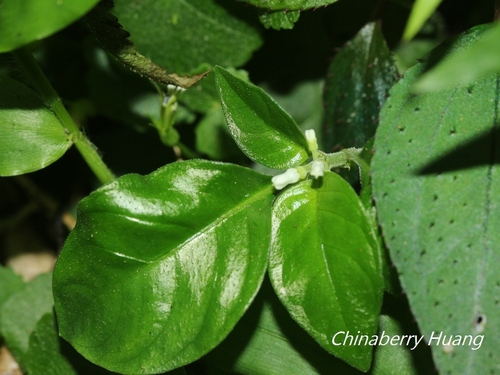 Ophiorrhiza pumila iNat (3)