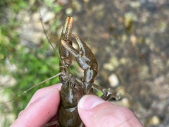 Cambarus striatus