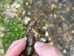 Cambarus striatus