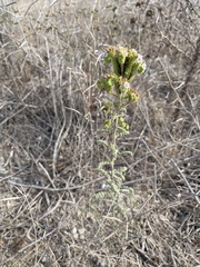 Phacelia ramosissima austrolitoralis