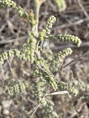 Phacelia ramosissima austrolitoralis