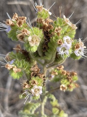 Phacelia ramosissima austrolitoralis