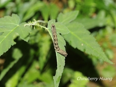 Thyatira batis formosicola
