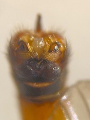 Nephrotoma cornicina