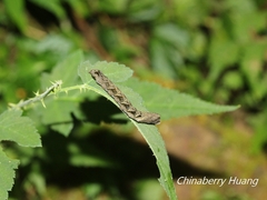 Thyatira batis formosicola