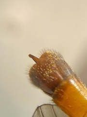 Nephrotoma cornicina