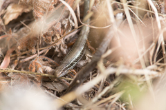 Ctenotus labillardieri