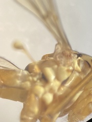 Nephrotoma cornicina