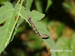 Thyatira batis formosicola