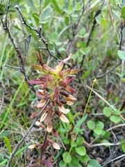 Pedicularis labradorica